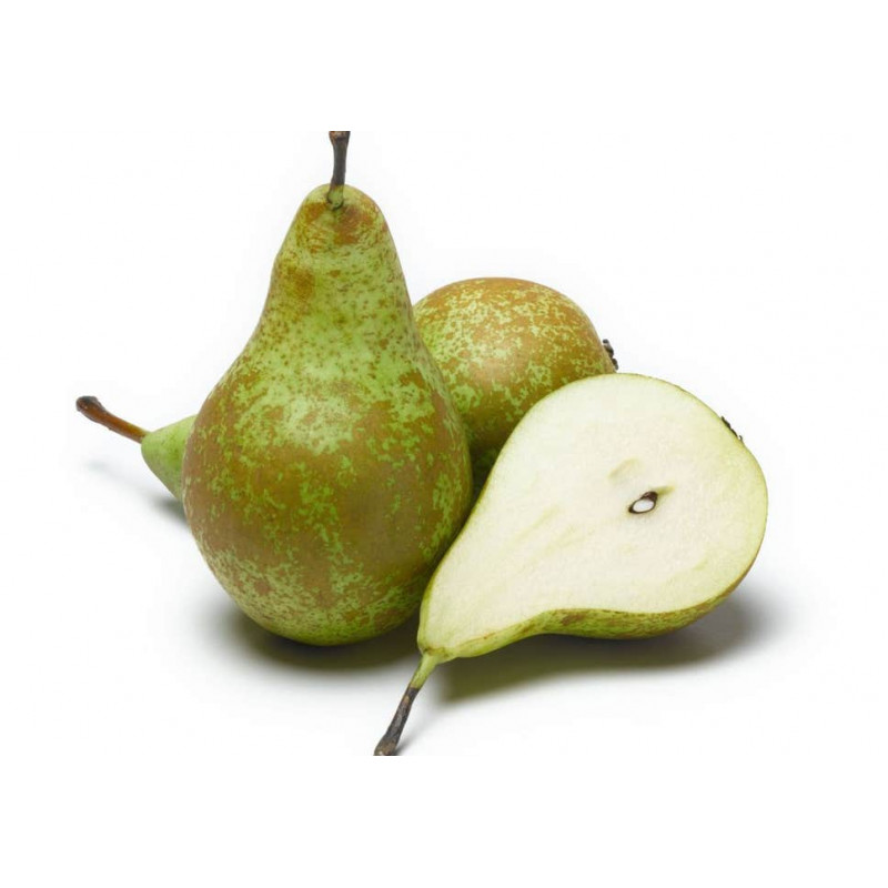 Kriaušės KONFERENCE (didelės)